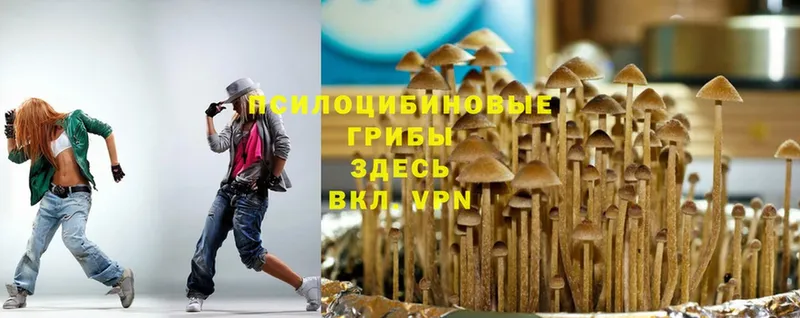 хочу наркоту  Киржач  Псилоцибиновые грибы MAGIC MUSHROOMS 